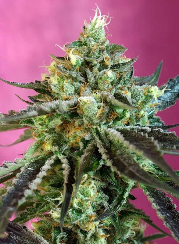 Sweet Nurse Auto CBD – Sweet Seeds – Autoflowering