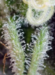 Sweet Nurse Auto CBD – Sweet Seeds – Autoflowering