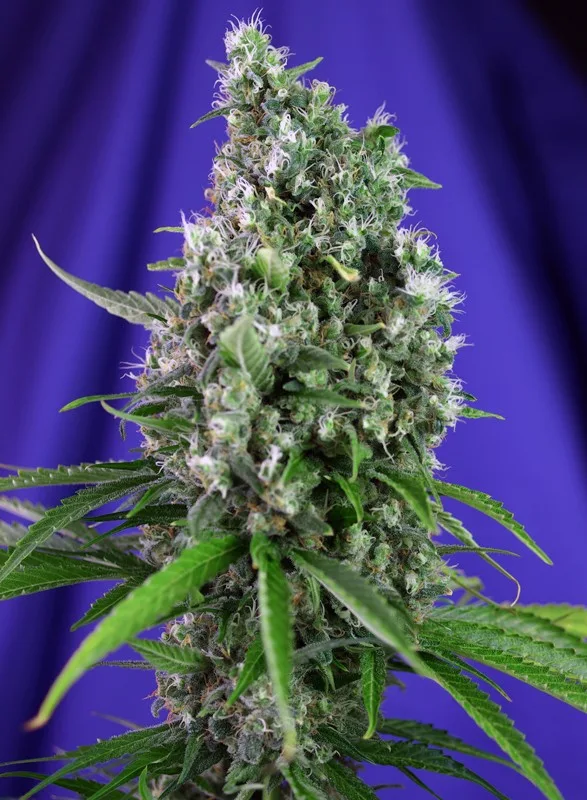 Sweet Trainwreck Auto – Sweet Seeds – Autoflowering