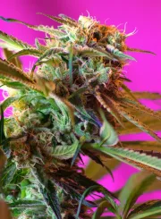 Wild Rose – Sweet Seeds – Feminized