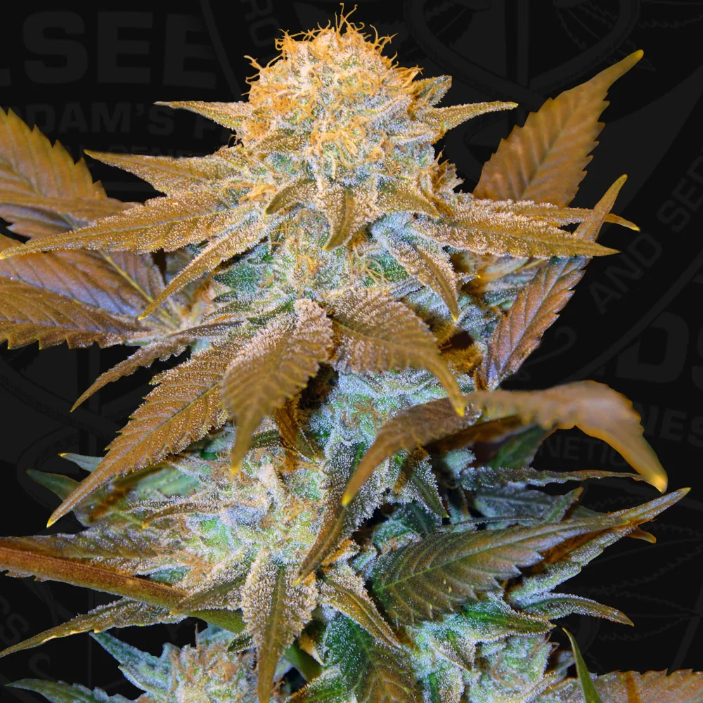 Critical Hog – TH Seeds – Feminized