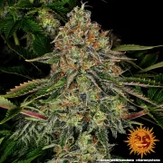 Tangerine Dream Automatic – Barneys Farm – Autoflowering
