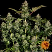 Tangerine Dream Automatic – Barneys Farm – Autoflowering