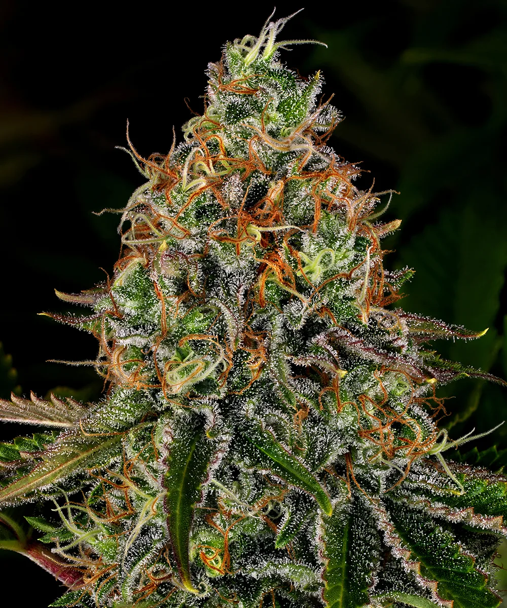 Tangerine Dream Automatic – Barneys Farm – Autoflowering