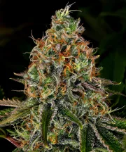 Tangerine Dream Automatic – Barneys Farm – Autoflowering