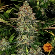 Tangerine Dream Automatic – Barneys Farm – Autoflowering