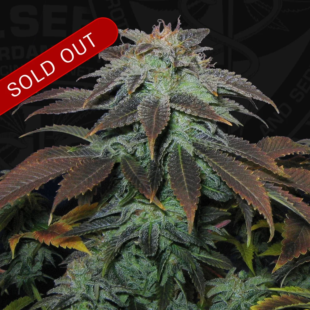 Heavy Duty Fruity – TH Seeds – Regular