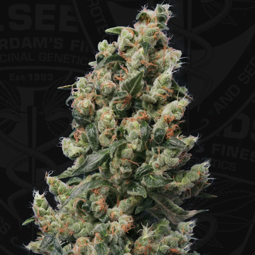 Kushage – TH Seeds – Feminized