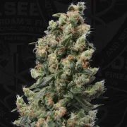 Kushage – TH Seeds – Feminized