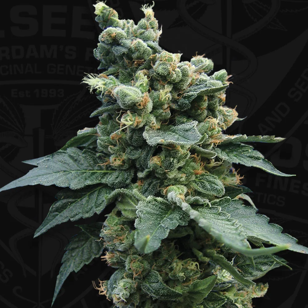 Sage N Sour – TH Seeds – Feminized