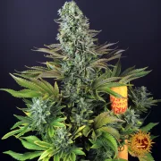 Tropicanna Banana