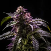 Blueberry Bliss Auto – Vision Seeds – Autoflowering