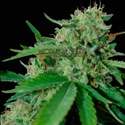 Brazil Amazonia – World of Seeds – Regular