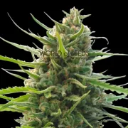 Kilimanjaro – World of Seeds – Regular