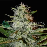 Kilimanjaro – World of Seeds – Regular