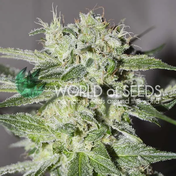 Pakistan Valley – World of Seeds – Regular
