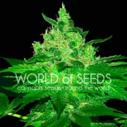 Afghan Kush – World of Seeds – Feminized