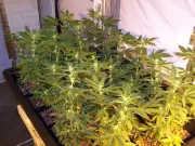 Afghan Kush – World of Seeds – Feminized