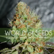 Afghan Kush Special – World of Seeds – Feminized