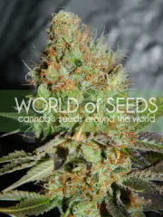 Afghan Kush Special – World of Seeds – Feminized