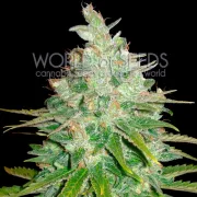 Afghan Kush x Black Domina – World of Seeds – Feminized