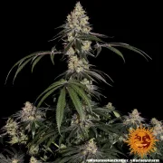 Watermelon Zkittlez