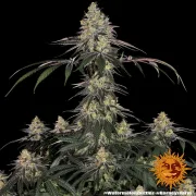 Watermelon Zkittlez