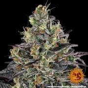 Watermelon Zkittlez