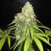 Afghan Kush x Yumbolt – World of Seeds – Feminized