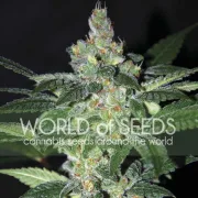 Amnesia – World of Seeds – Feminized