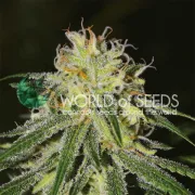Amnesia – World of Seeds – Feminized