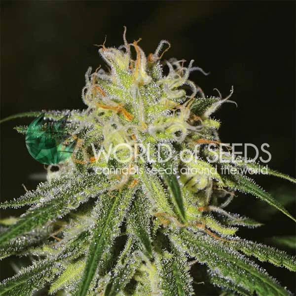 Amnesia – World of Seeds – Feminized