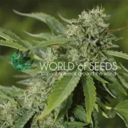 Brazil Amazonia – World of Seeds – Feminized
