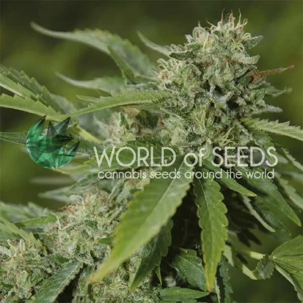 Brazil Amazonia – World of Seeds – Feminized