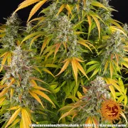 Watermelon Zkittlez Auto