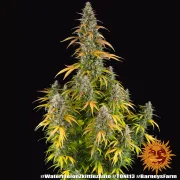 Watermelon Zkittlez Auto