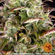 Watermelon Zkittlez Auto
