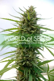 Kilimanjaro – World of Seeds – Feminized