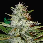 Kilimanjaro – World of Seeds – Feminized