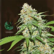 Mazar x White Rhino – World of Seeds – Feminized