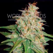 Mazar x White Rhino – World of Seeds – Feminized