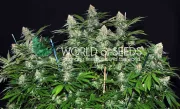 Mazar x White Rhino – World of Seeds – Feminized