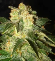 Pakistan Ryder Autoflowering – World of Seeds – Autoflowering