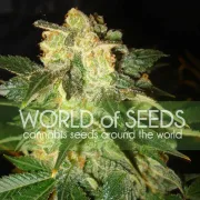 Pakistan Ryder Autoflowering – World of Seeds – Autoflowering