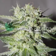 Pakistan Valley – World of Seeds – Feminized