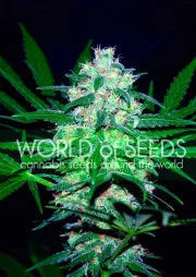 Pakistan Valley – World of Seeds – Feminized