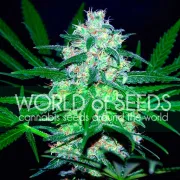 Pakistan Valley – World of Seeds – Feminized