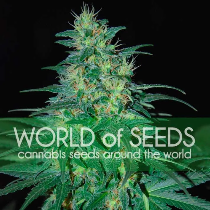 South African Kwazulu – World of Seeds – Feminized