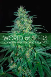 South African Kwazulu – World of Seeds – Feminized