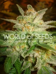 Star 47 – World of Seeds – Feminized